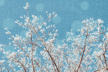 Winter background with snowy tree branches against blue sky under snowfall, free space for text, colorful winter background