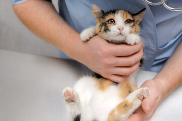 Male veterinarian examines a small scared kitten with inflamed eyes with pus. conjunctivitis, eye...