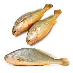 Yellow Croaker Fish On White background 