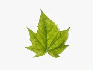 Obraz premium Young green Papaya leaf texture isolated on white background 