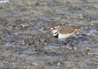 Thee-banded Plover