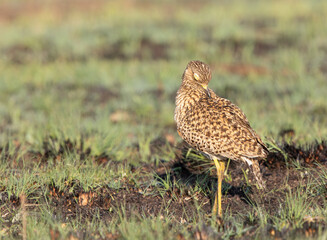 Spotted Thick Knee