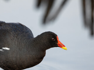 Common Moorhen