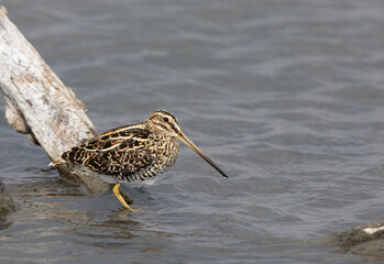 African Snipe