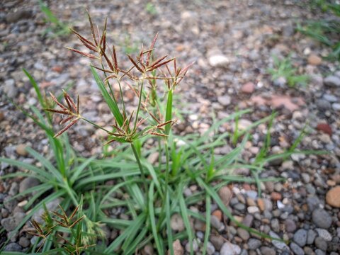 Teki Ladang Grass (Cyperus rotundus) that grows on gravelly soil. This grass is difficult to control because it is very adaptive to various environmental conditions. 