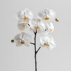 Obraz premium Phalaenopsis orchids, also known as 