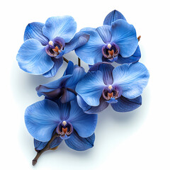 Phalaenopsis orchids, also known as "moth orchids," are graceful flowers with broad, oval petals in soft shades of white, pink, purple, and sometimes yellow