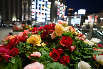夜の薔薇