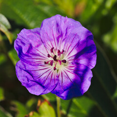 A macro photograph of a purple geranium