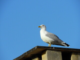 Obraz premium wild white seagull bird photo