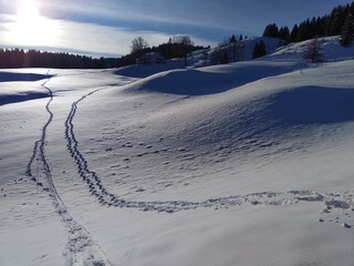 animal footrpints along hillside in mountain snow