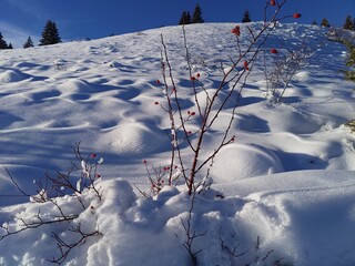 closeup of a rosehip surrounded by deep hilly powder snow
