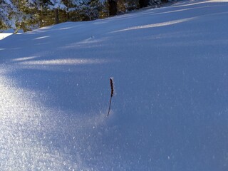 closeup on plant covered by ice crystals