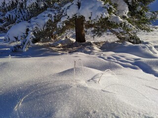 closeup on powder snow hills under a proud spruce
