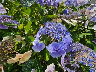 Fototapete bei efototapeten.de bestellen   