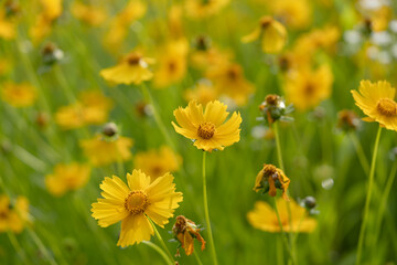 Coreopsis, commonly known as tickseed, is a bright and cheerful perennial flower characterized by...