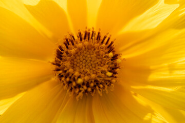 Coreopsis, commonly known as tickseed, is a bright and cheerful perennial flower characterized by...