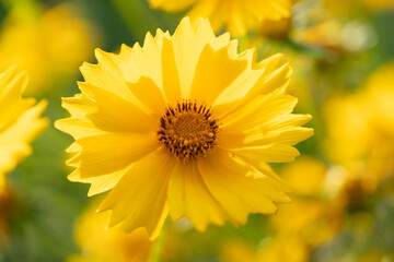 Coreopsis, commonly known as tickseed, is a bright and cheerful perennial flower characterized by its yellow, daisy-like blooms