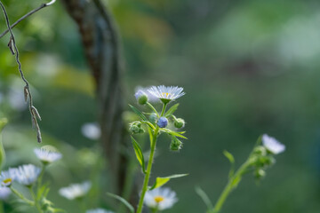 Fleabane is a type of daisy-like flower known for its small white petals and yellow center
