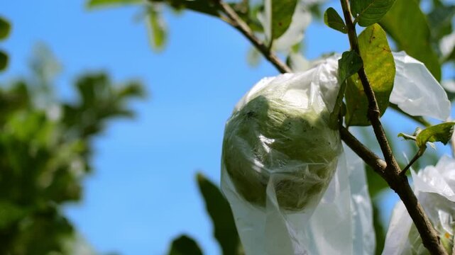 Close-Up of Guavapsidium guajava Orchard Covered in White Plastic Against Blue Sky on a Sunny Tropical Morning, guava Pest Control Technique