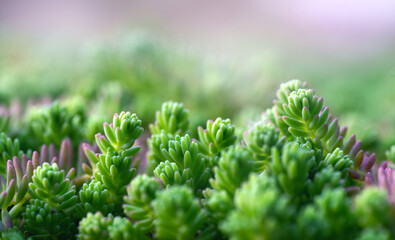 Macro photo of the plant Suculents Sedum six-row