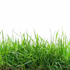 Obraz premium green grass isolated on white