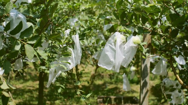 Guava Psidium guajava Orchard on a Sunny Tropical Morning with White Plastic Pest Covers, Tropical Guava Farming Techniques in Southeast Asia
