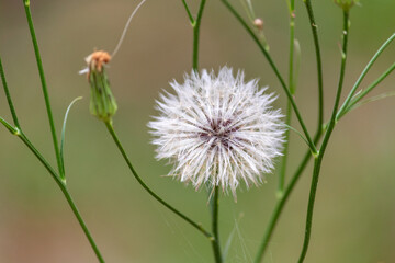 Image taken at Alberto Simões Park in São José dos Campos, São Paulo, Brazil.	