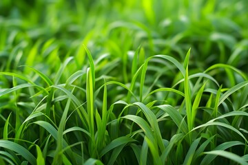 Obraz premium Lush green grass blades creating a vibrant, natural landscape.
