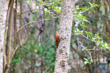 Fototapeta premium Narrow-billed Woodcreeper in its natural habitat.