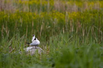 A group of Chroicocephalus ridibundus wild birds in the green nature. Black headed gull standing in...