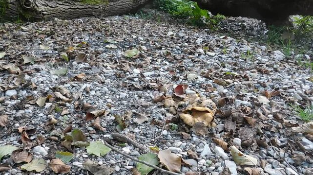 Mushrooms on the beach, a miracle of nature on one of the cleanest rivers, the holy river, Gradac, Valjevo, Serbia, a country that they want to destroy with polluting mines abd etc 5