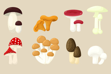 Mushroom vector set. Collection of different types forest mushroom: fly agaric, chanterelle, morel, porcini, russule, champignon, armillaria, death cap. Vector illustration