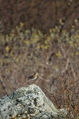 Common snipe (gallinago gallinago) standing on a rock in sunny summer weather, Varanger Peninsula, Norway.