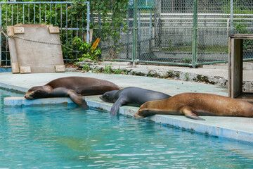 暑くてやる気のないアシカ3匹