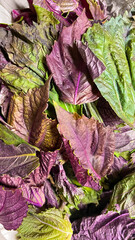 紫と緑のカラフルな紫蘇