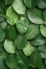 Obraz premium Close-up view of layered green leaves showcasing intricate vein patterns and rich textures, arranged against a uniform background, highlighting natural beauty