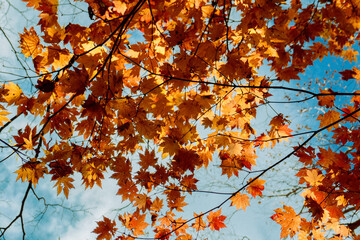 青空に映える紅葉