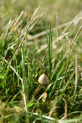 liberty caps also known as magic mushrooms growing in the wild