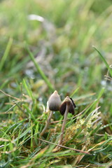 Obraz premium liberty caps also known as magic mushrooms growing in the wild