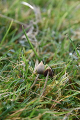 liberty caps also known as magic mushrooms growing in the wild