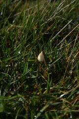 liberty caps also known as magic mushrooms growing in the wild