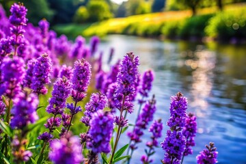 Obraz premium Purple flowers blooming by the riverside in extreme close-up