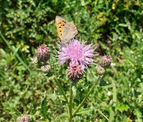 Small copper butterfly (lycaena phlaeas) also known as american copper or common copper perched on creeping thistle flower plant with green grass background 