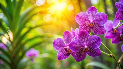 Purple orchid flower blossom in garden