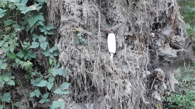 Wonders of nature, a mushroom appeared on the root of a fallen tree, we don't know if it is poisonous or not, deadly dangerous 3