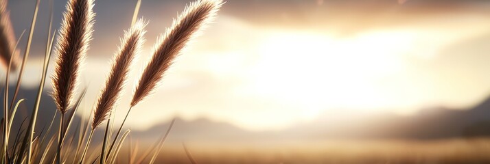  A tight shot of towering grass with sunlight filtering through overlapping clouds behind