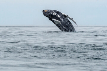 Breaching humpbacked whale in the Bay of Fundy Nova Scotia
