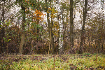 brzoza  © Marcin Łazarczyk