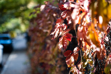 red autumn leaves